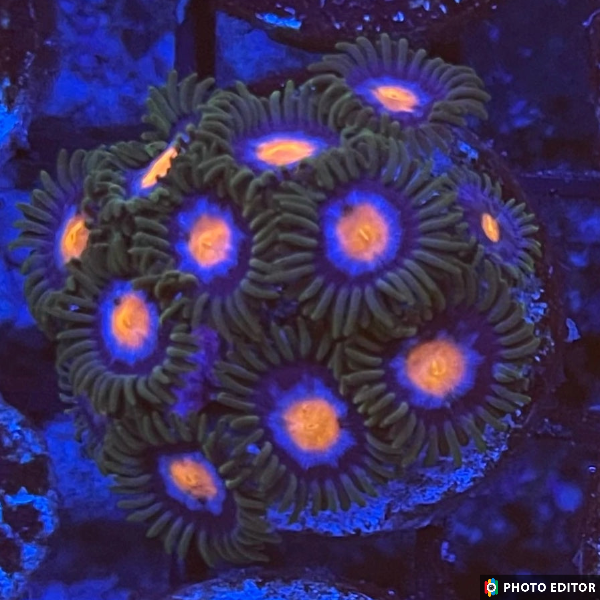 Blow Pops 2 Polyps