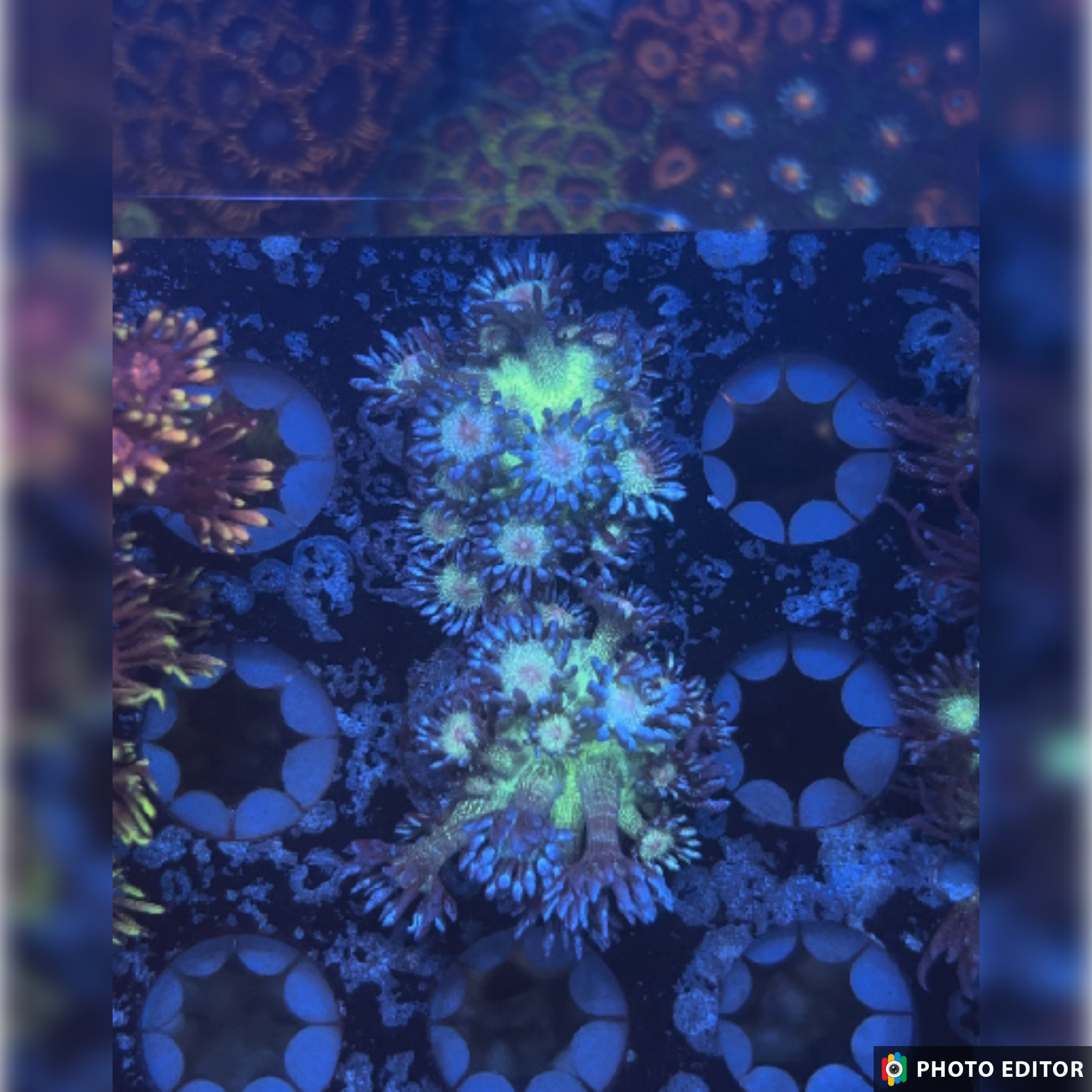 Blue Glitter Goniopora