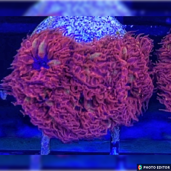 Blue Raven Blasto 10 Heads