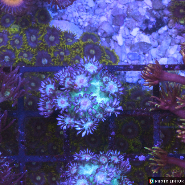 Blue Glitter Goniopora