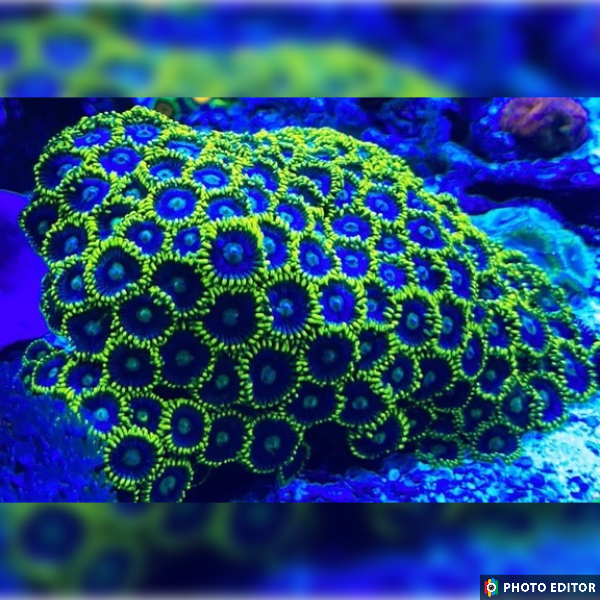 Blueberry Pie 2 Polyps