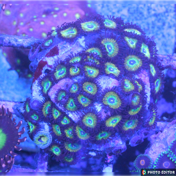 Bob Marley V2 10 Polyps