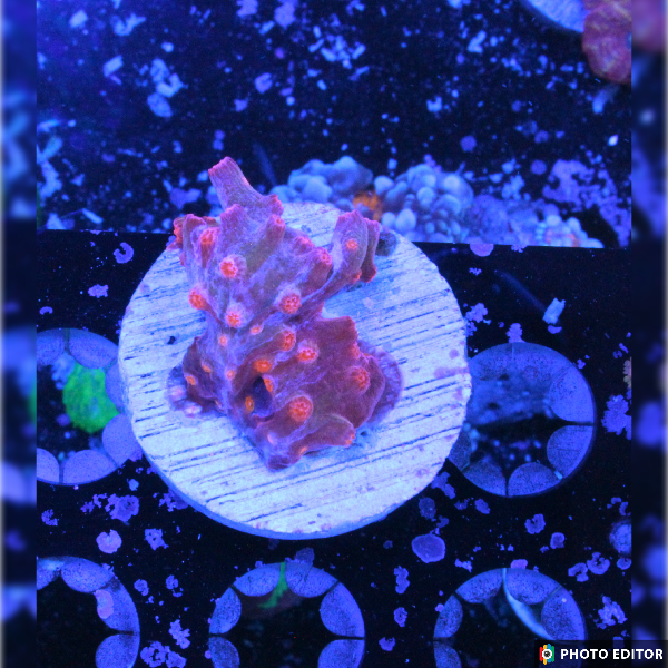 Branching Cyphastrea