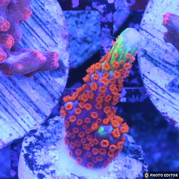 Bubblegum Digitata 1/2"