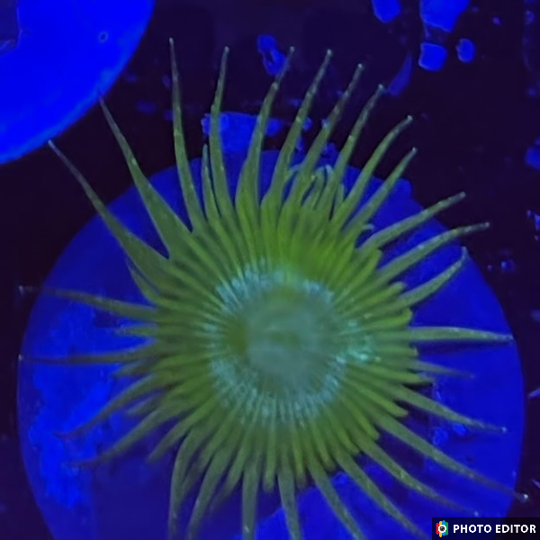 Bunchut Paly 2 Polyps