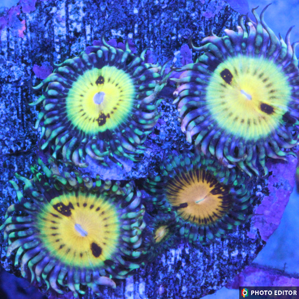 Butt Muncher 3 Polyps