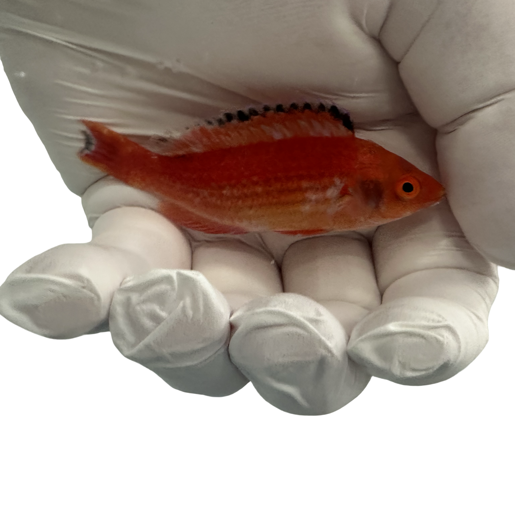 FIJI Marjorie’s Wrasse (Cirrhilabrus marjorie) 10/20-10/23(14 Day QT