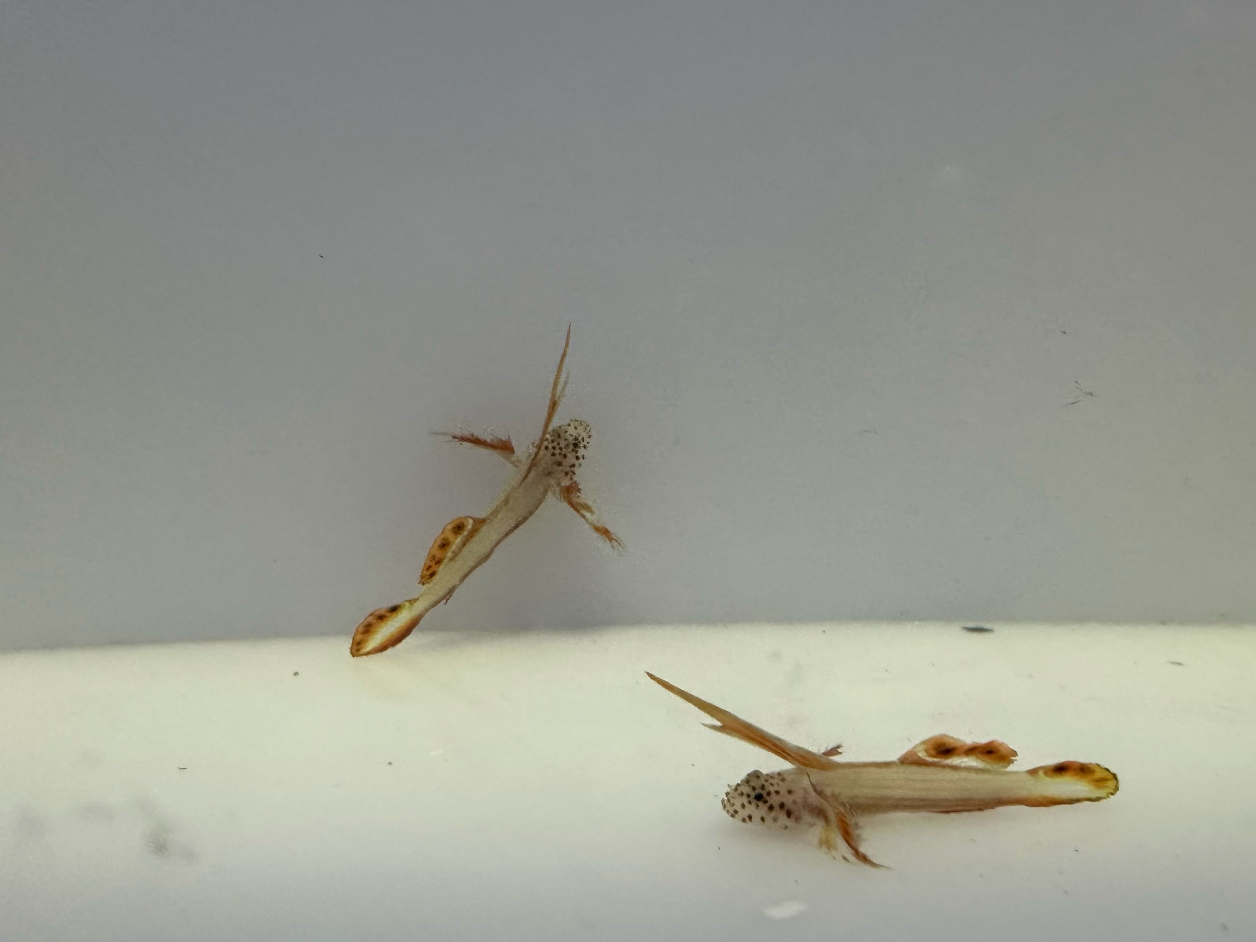 Flaming Prawn WYSIWYG PAIR(Discordipinna griessingeri)
