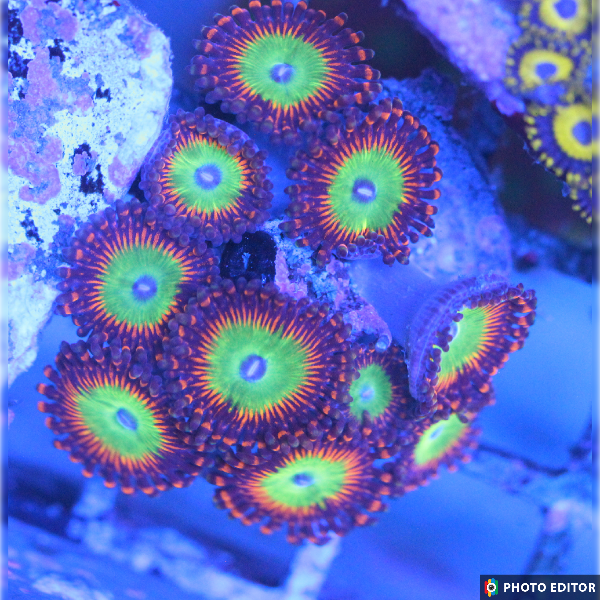 Candy Apple Red 4 Polyps