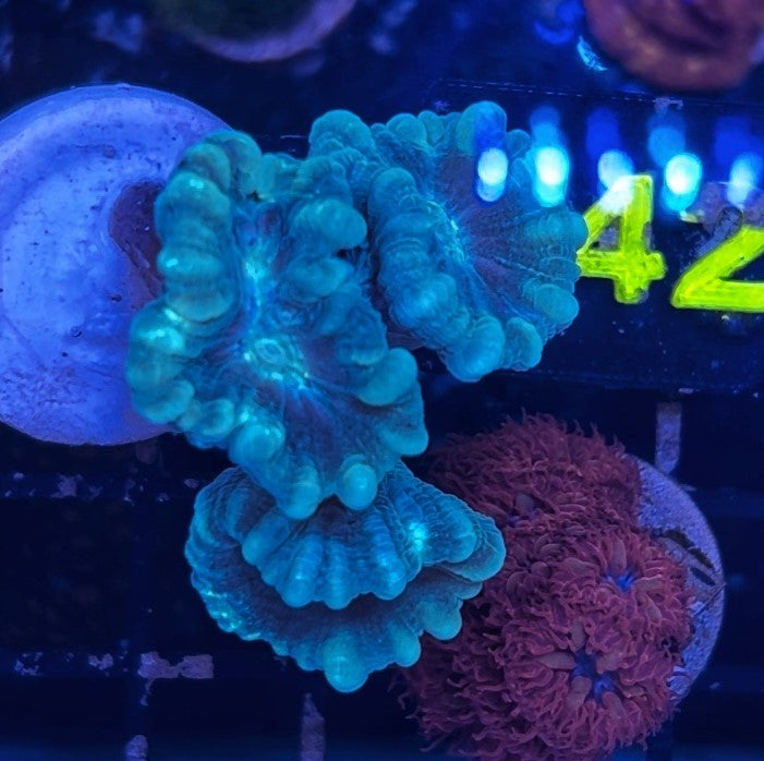 Teal Candy Cane 2 Heads