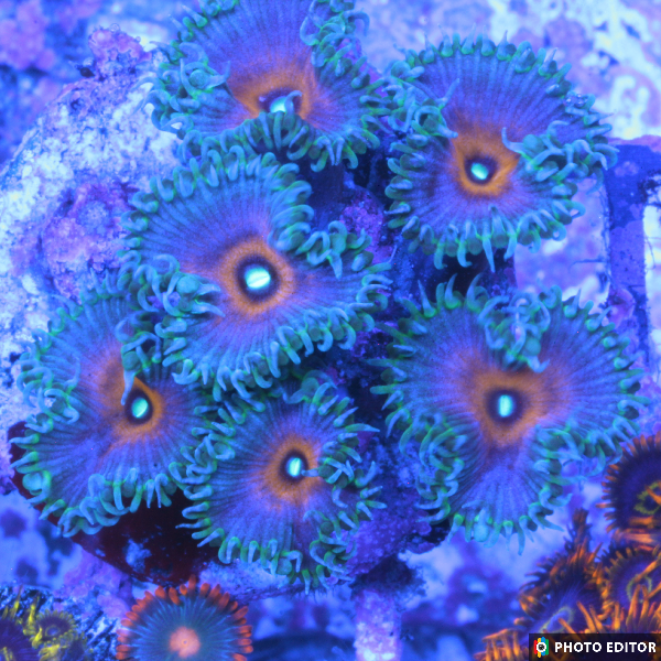 Captain America Paly 3 Polyps