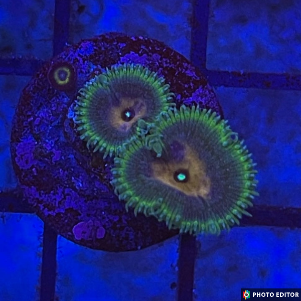 Captain Jerk 10 Polyps