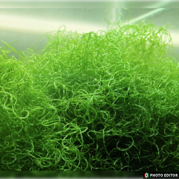 Chaeto Macroalgae - Tennis Ball Size