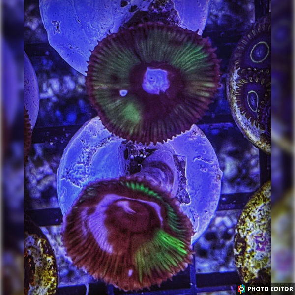 Cinnamon Paly 2 Quarter Sized Heads