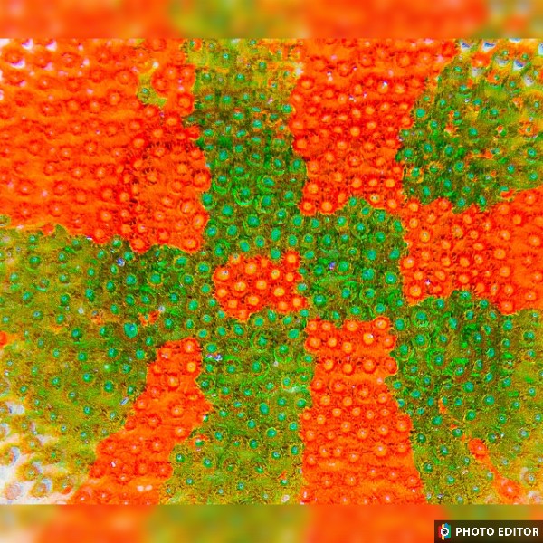 Circuit Breaker Cyphastrea