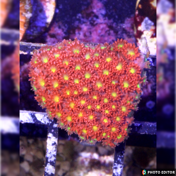 Combustion Goniopora (Small Frag)