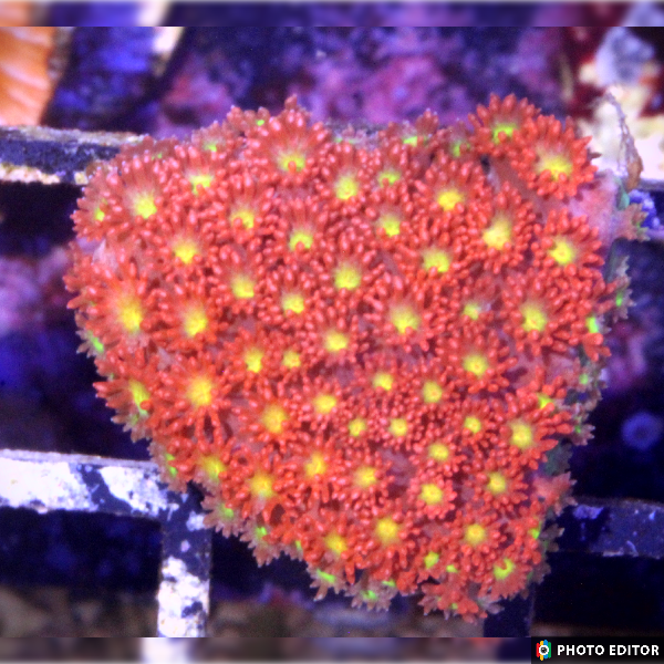 Combustion Goniopora (Small Frag)