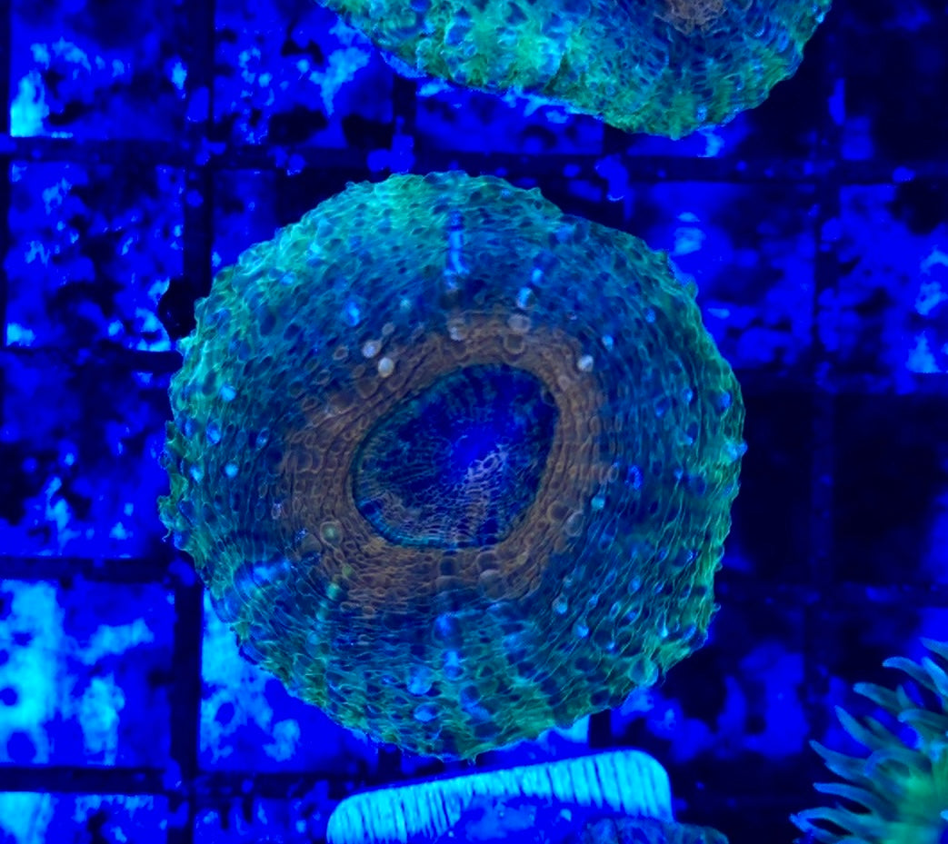Green with orange center Lobophyllia