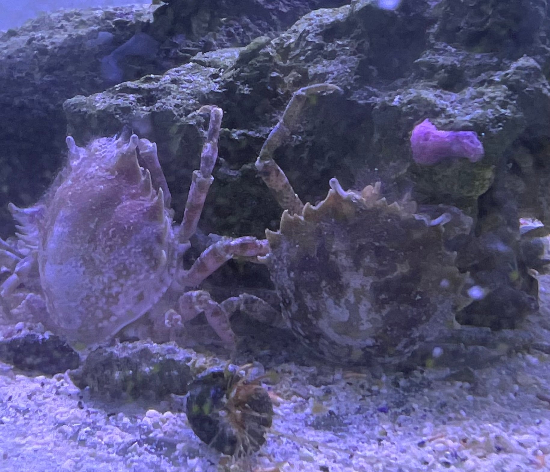 Pithos crab