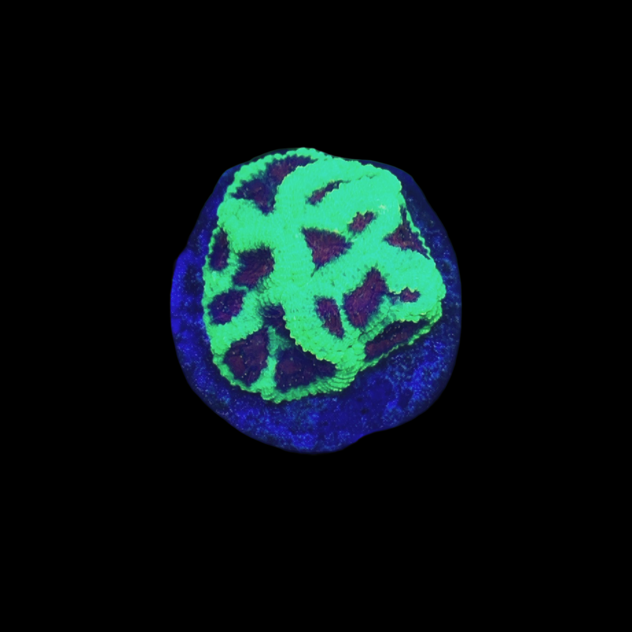 Sour Patch Favia Coral