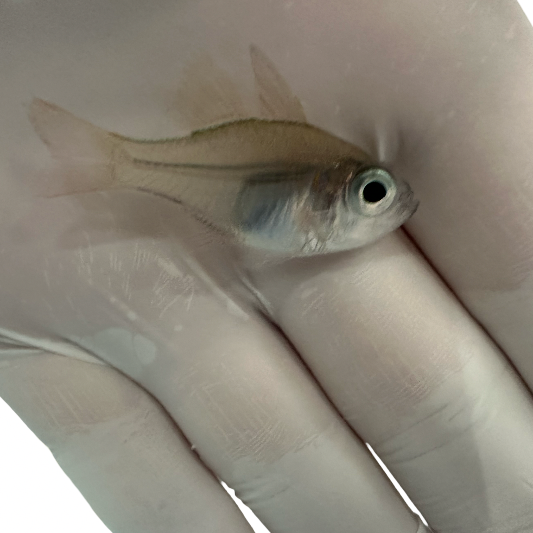 Fiji Blue Eye Cardinal (Apogon leptacanthus)10/20-10/23(14 Day QT)