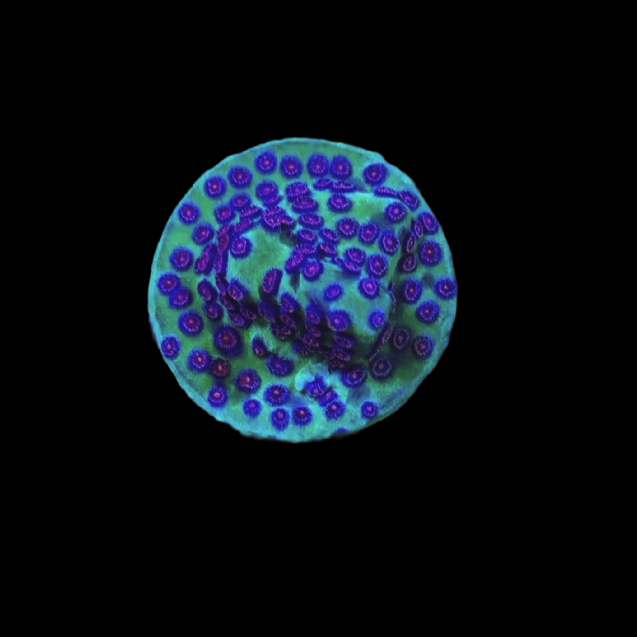 Alien Pox Cyphastrea