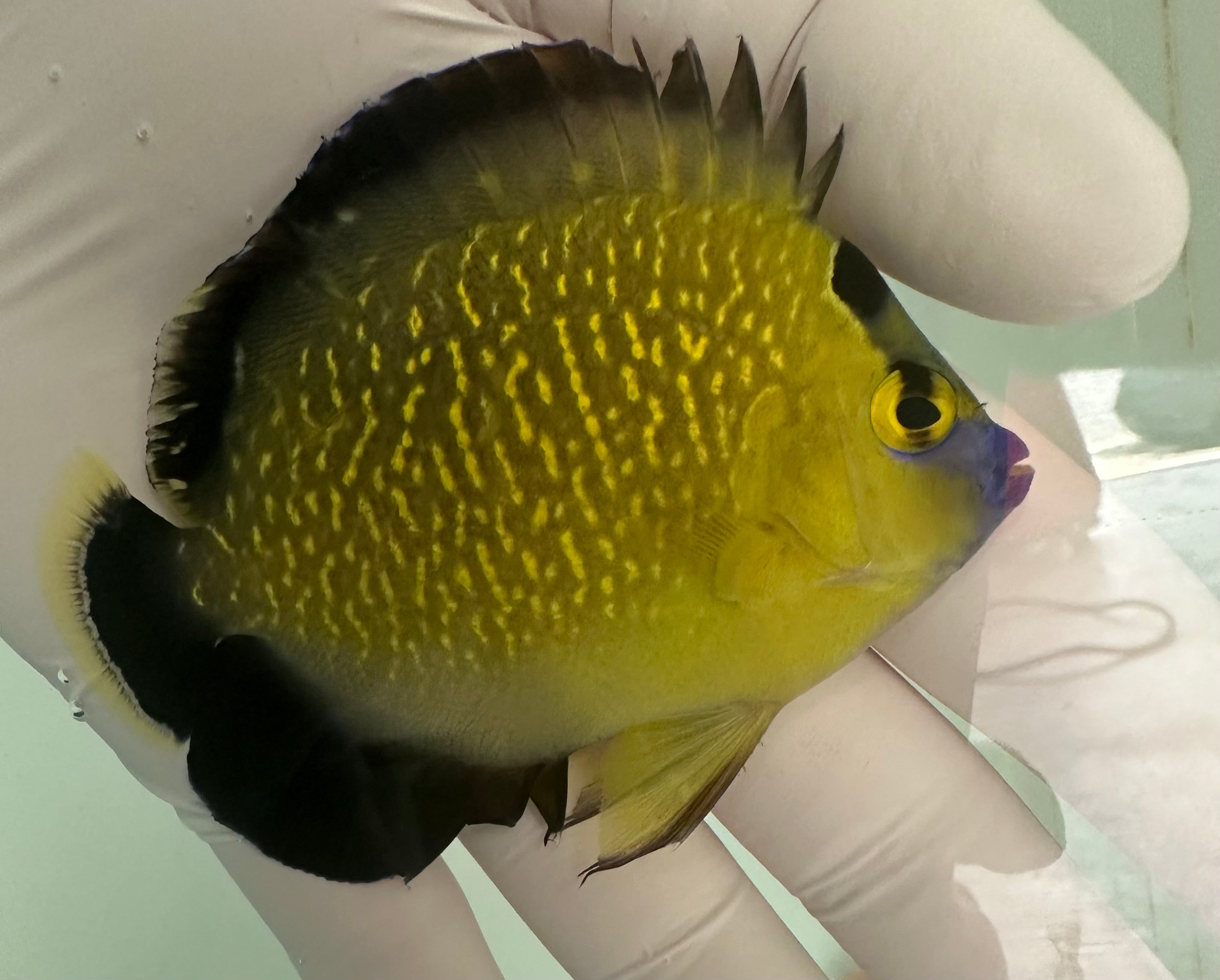 WYSIWYG Goldflake Angelfish Wild 7/18 (Apolemichthys xanthopunctatus)