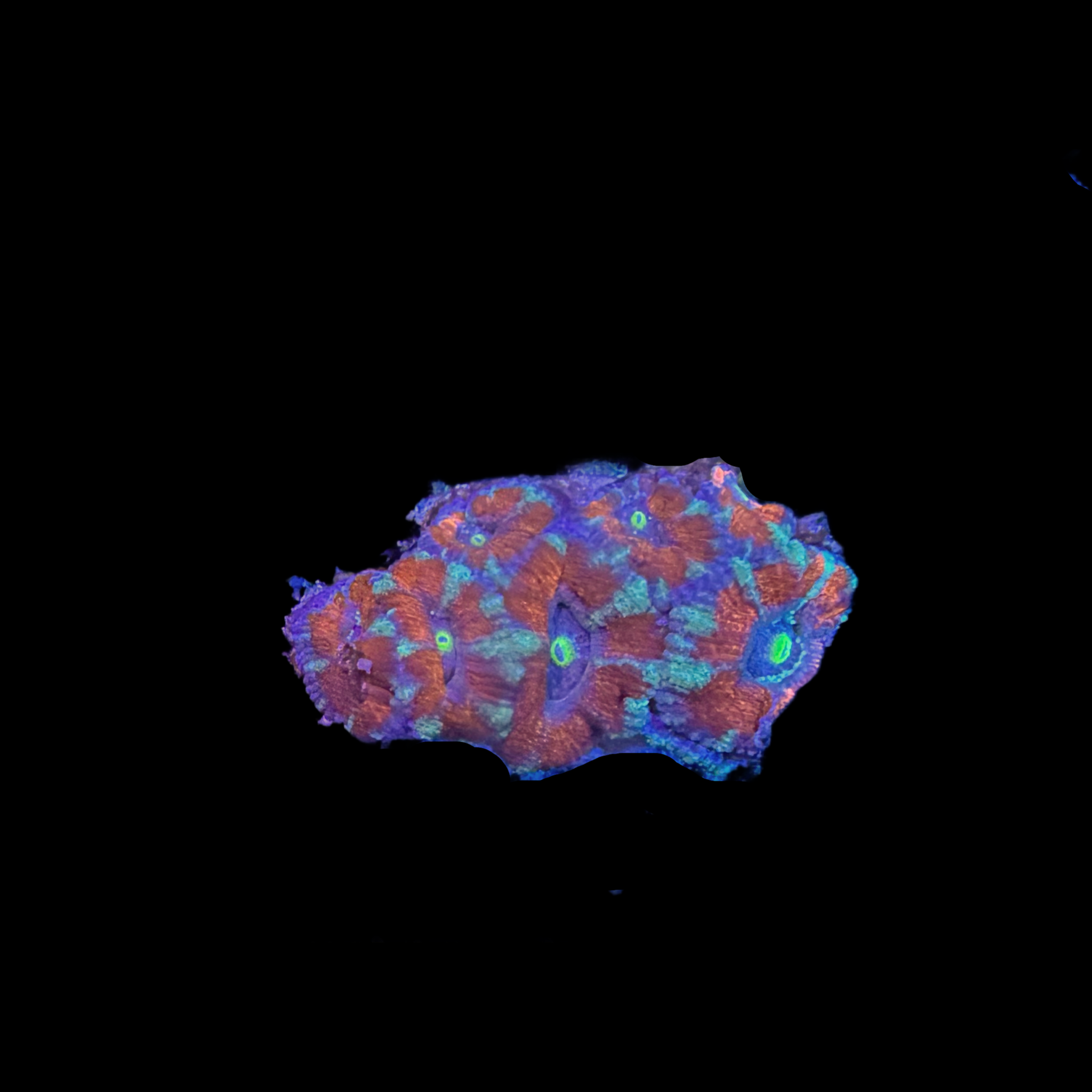 Red with green stripe scan 3-5 heads