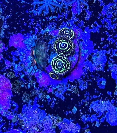 Stratosphere 1 Polyp