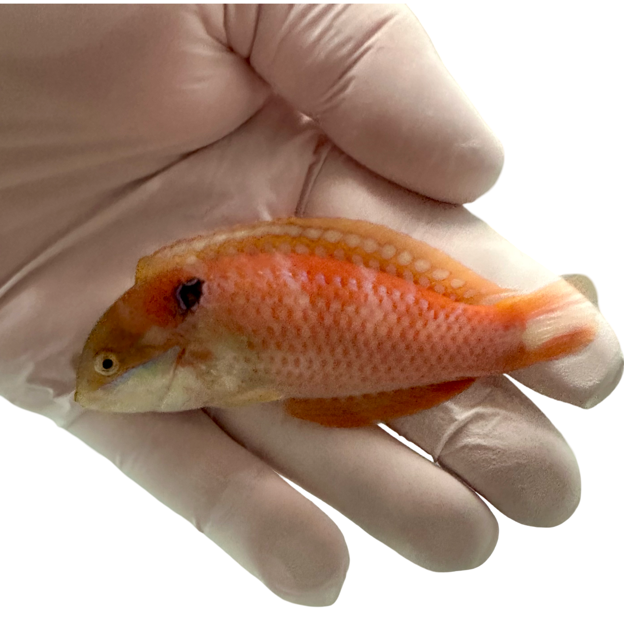 Vivien's Leopard Wrasse (Macropharyngodon vivienae)