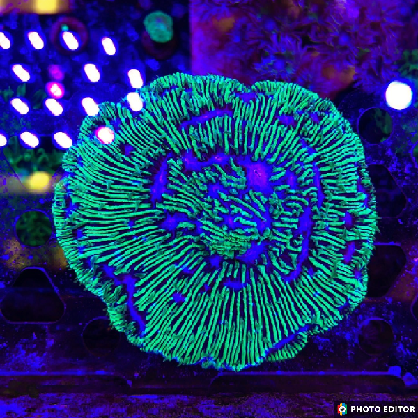 Diaseris Plate Coral