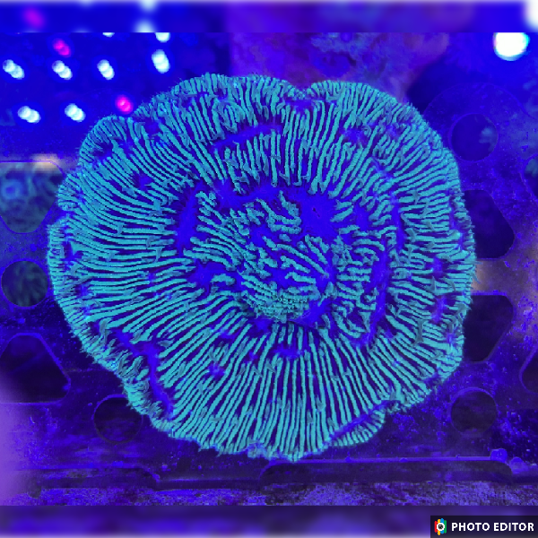 Diaseris Plate Coral