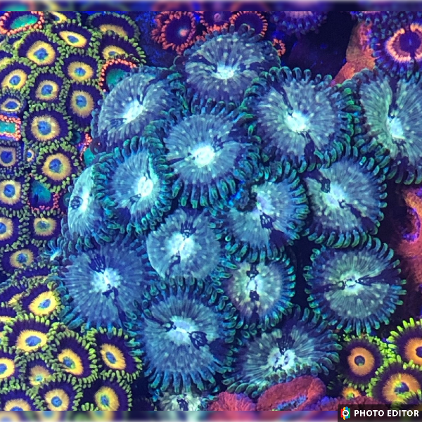 Hawaiian Ding Dangs 2 Polyps
