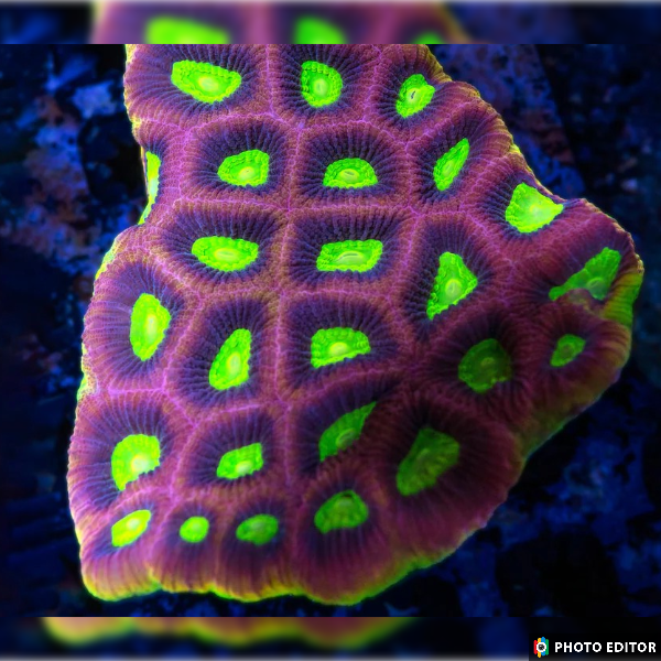 Dragon Soul Prism Favia