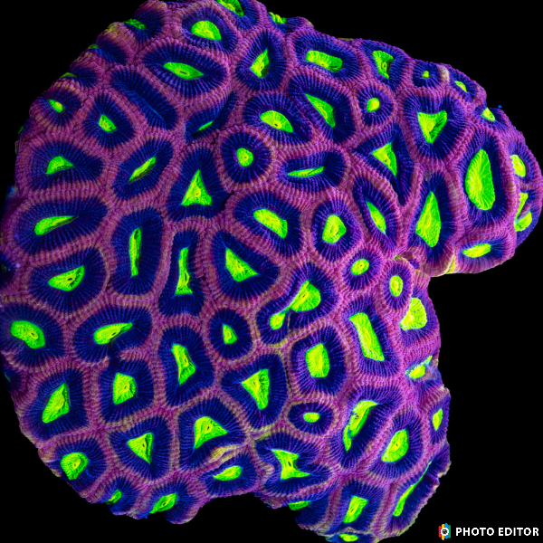 Dragon Soul Prism Favia