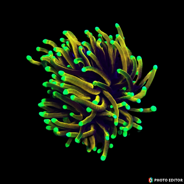 Dragon Soul Indo Torcho