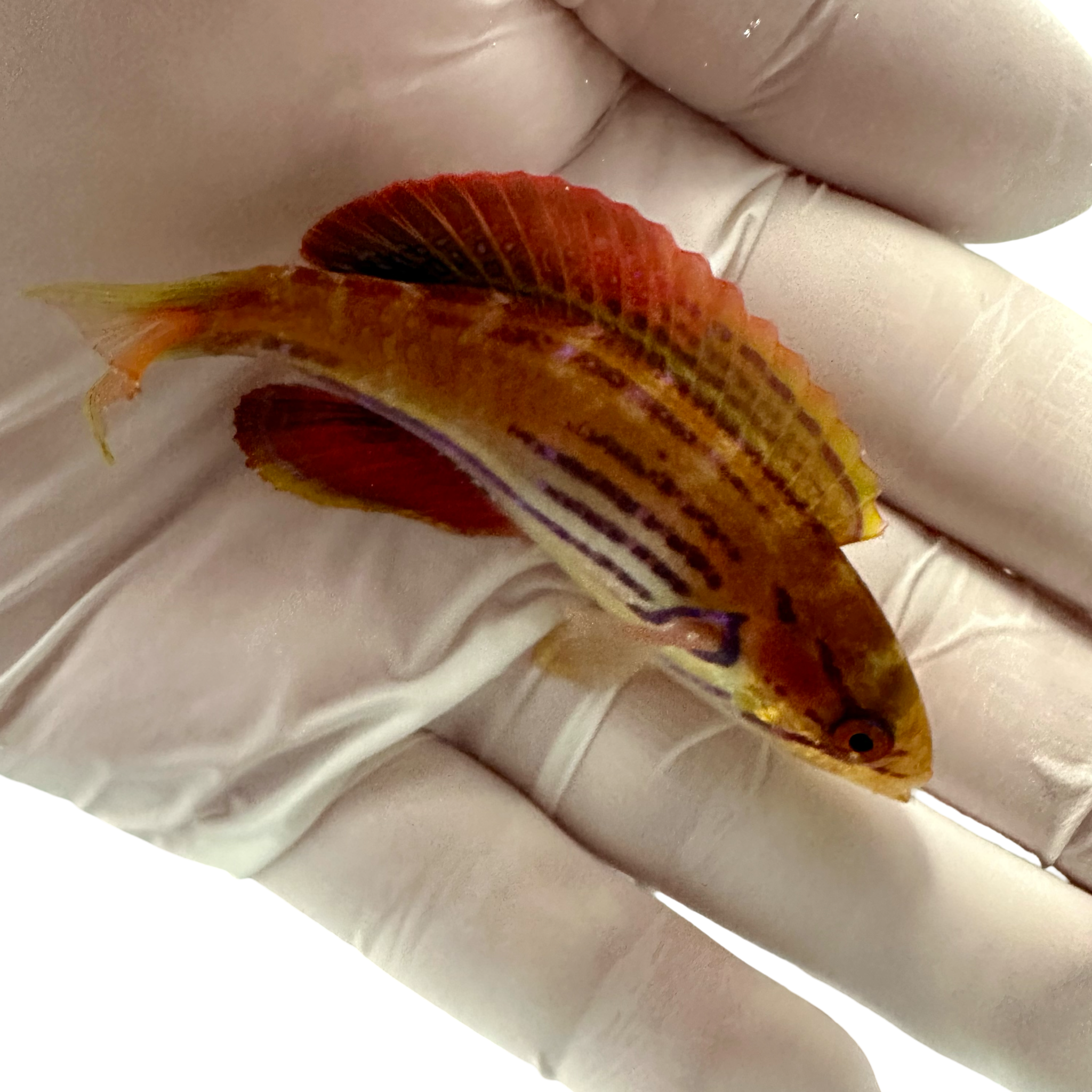 Half Banded Flasher Wrasse PAIR (Paracheilinus hemitaeniatus) (Pre-order)