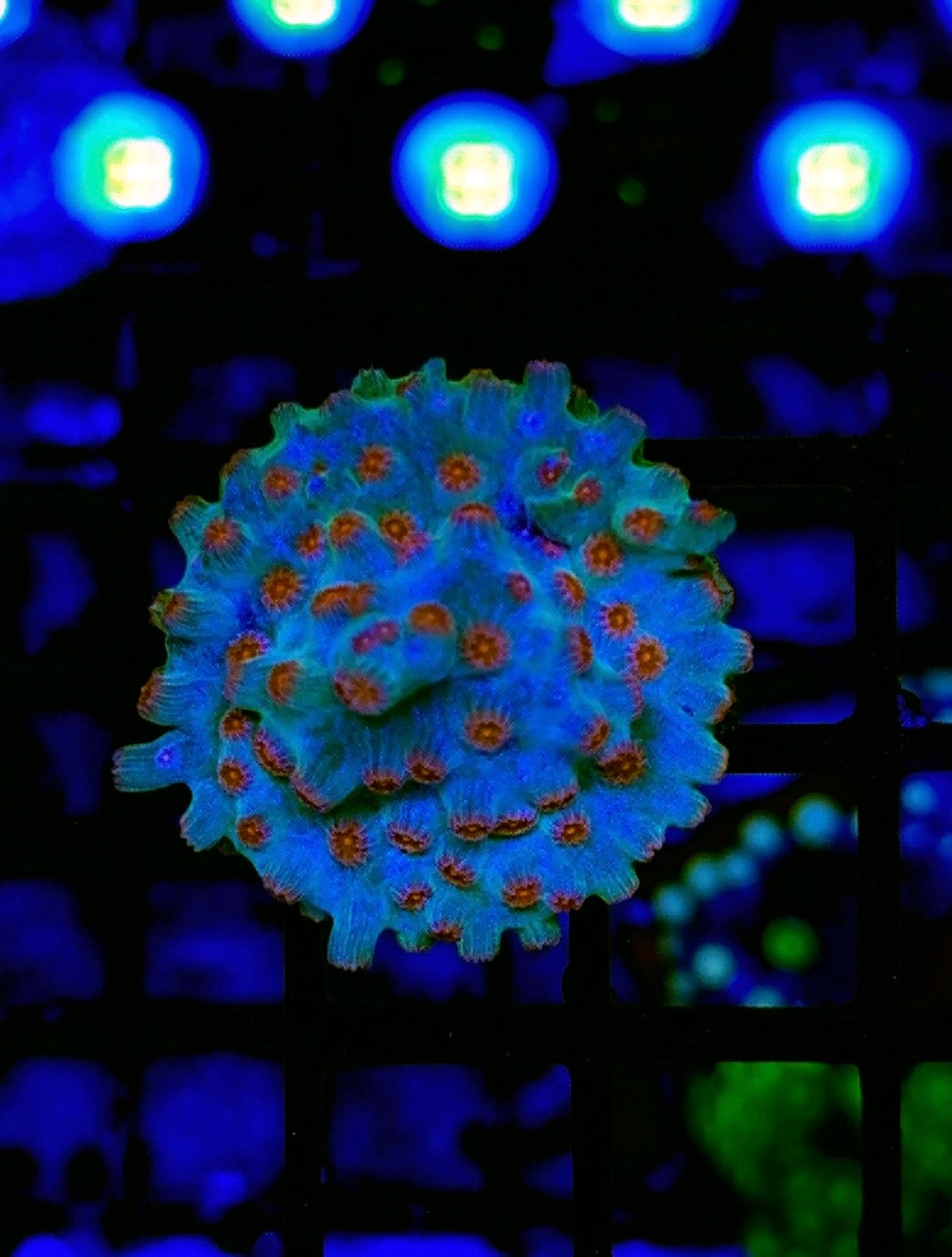 TSM Cinderglow Branching Cyphastrea