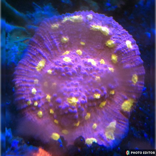 Easter Egg Chalice Quarter Size