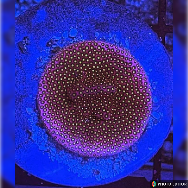 Electric Daisy Stylocoeniella