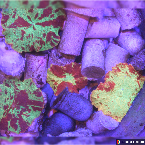 Electus Mushroom Nickel/Quarter Size