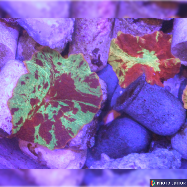 Electus Mushroom Nickel/Quarter Size