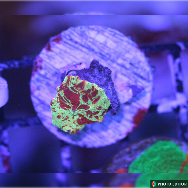 Electus Mushroom Nickel/Quarter Size Stock Photo