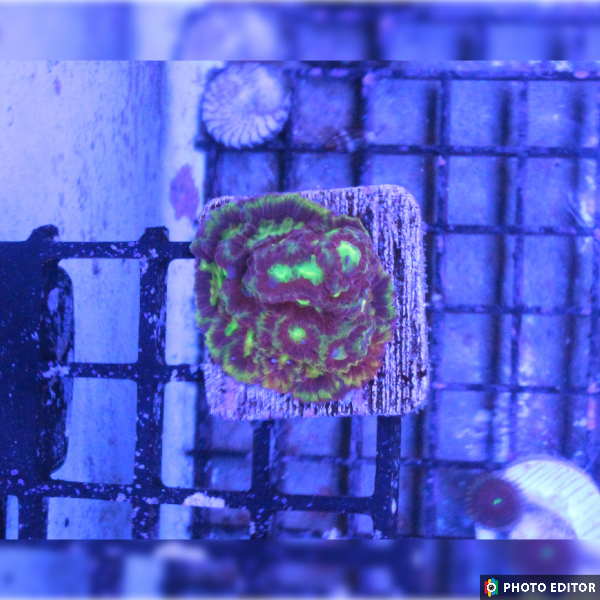 Emily's Sherbert Favvia