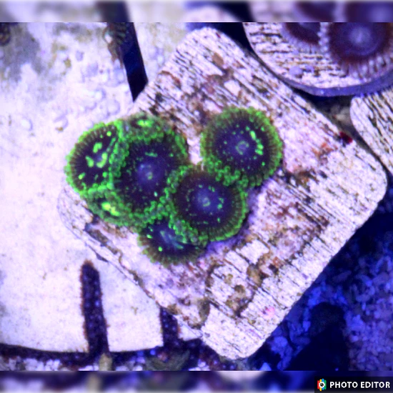 Exosphere Designer Zoanthid single polyp vivid colors

Rare Exosphere Zoa glowing designer soft coral close up

Designer Exosphere Zoanthid polyp vibrant pattern under reef lighting

Exosphere Zoa coral single polyp  designer piece

Premium Exosphere Designer Zoanthid for collector zoa garden