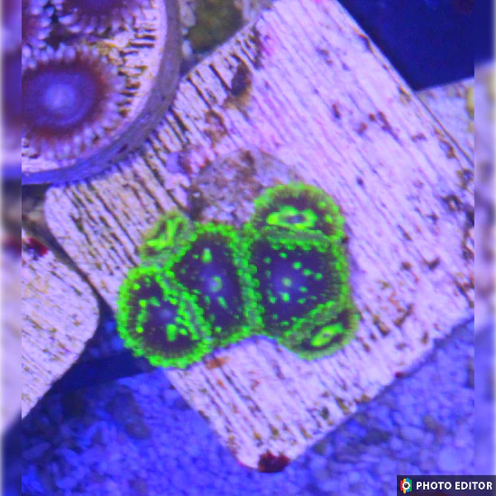 Exosphere Designer Zoanthid single polyp vivid colors

Rare Exosphere Zoa glowing designer soft coral close up

Designer Exosphere Zoanthid polyp vibrant pattern under reef lighting

Exosphere Zoa coral single polyp designer piece

Premium Exosphere Designer Zoanthid for collector zoa garden