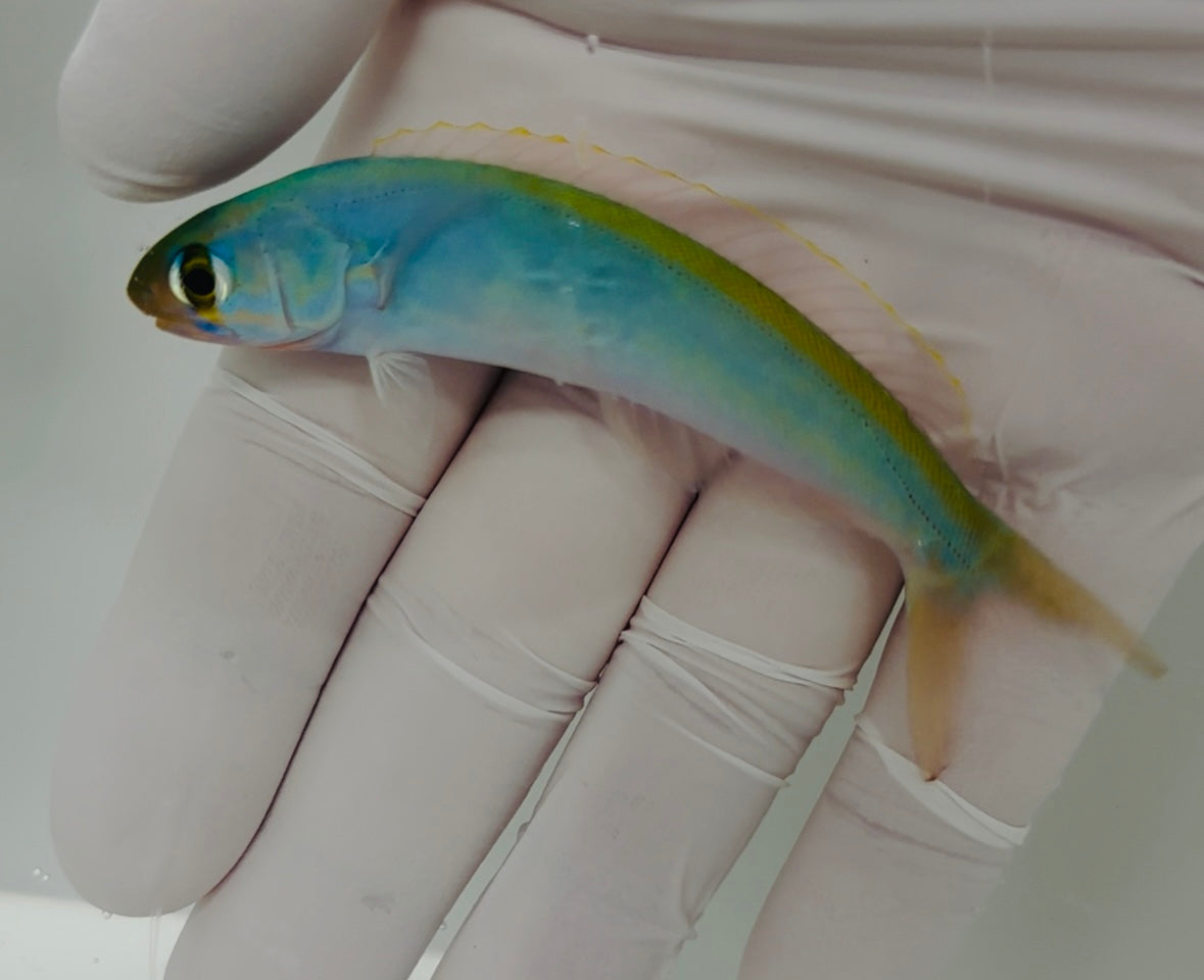 Flashing tilefish (Hoplolatilus chlupatyi)8/20 (pre-order)