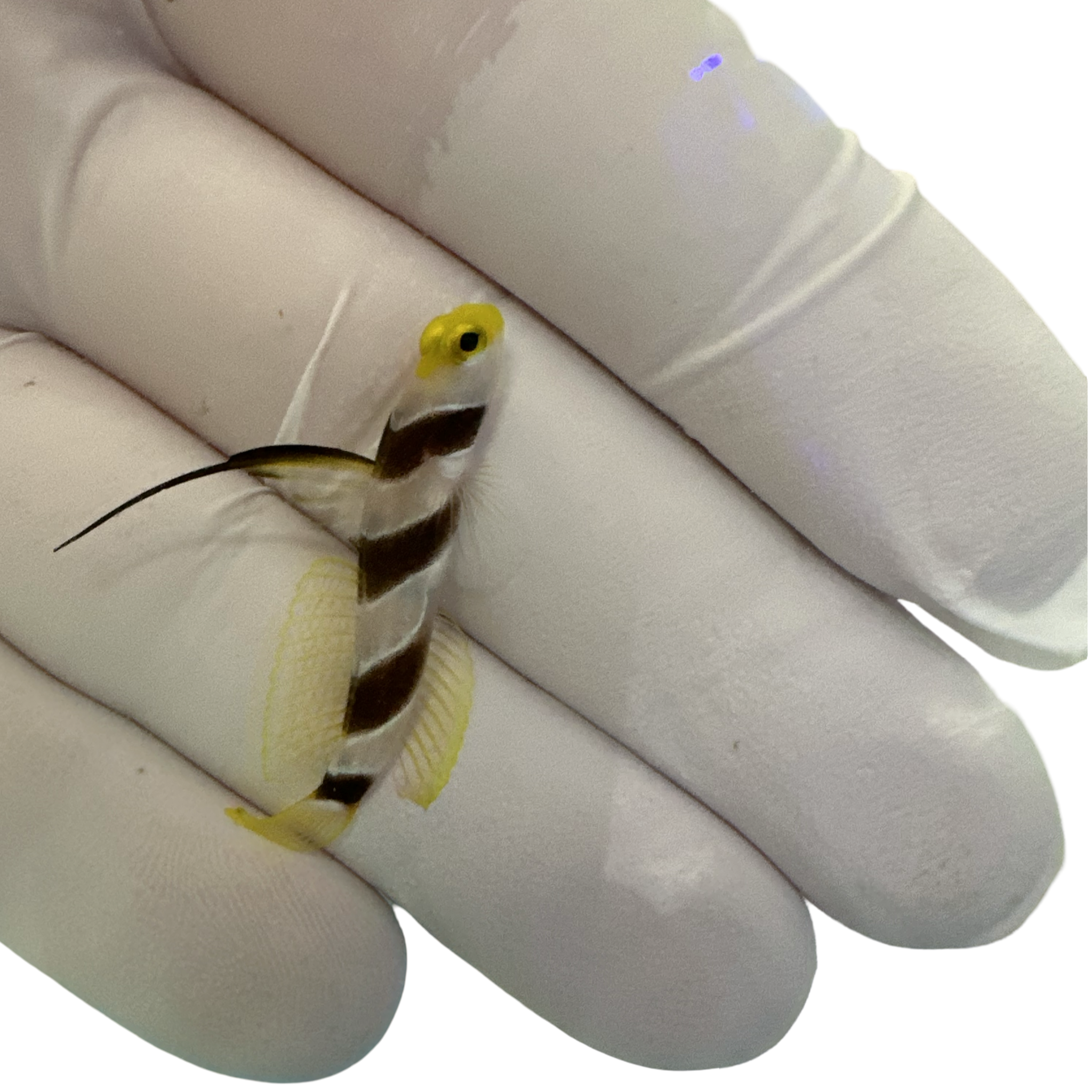 Hi Fin Red Banded Goby (Stonogobiops nematodes)