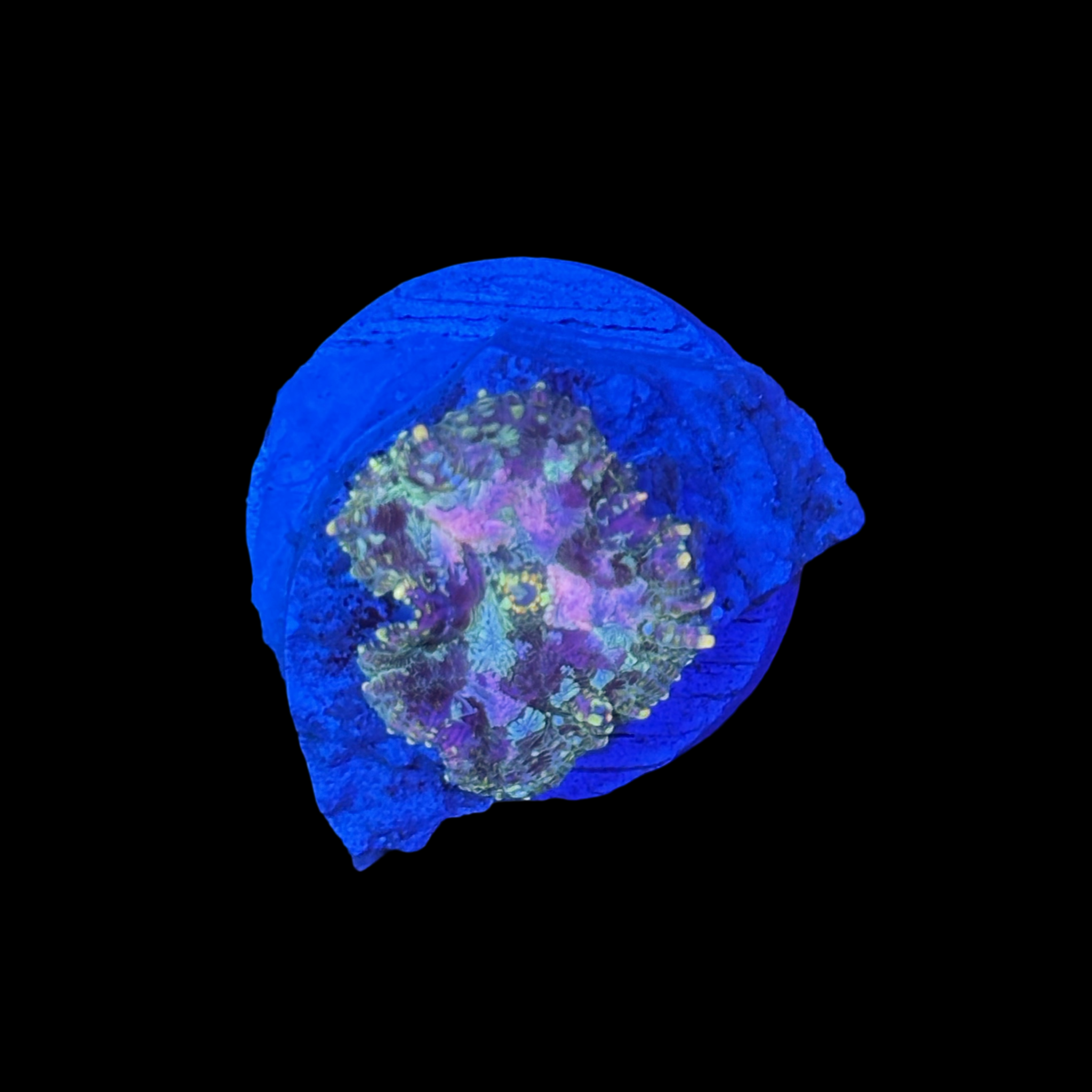 Pink and Green Rhodactis Mushroom coral in reef tank

Rhodactis inchoata coral frag for sale at TSM Aquatics

Hardy beginner mushroom coral with pink and green coloration

Bullseye Rhodactis coral under reef aquarium lighting