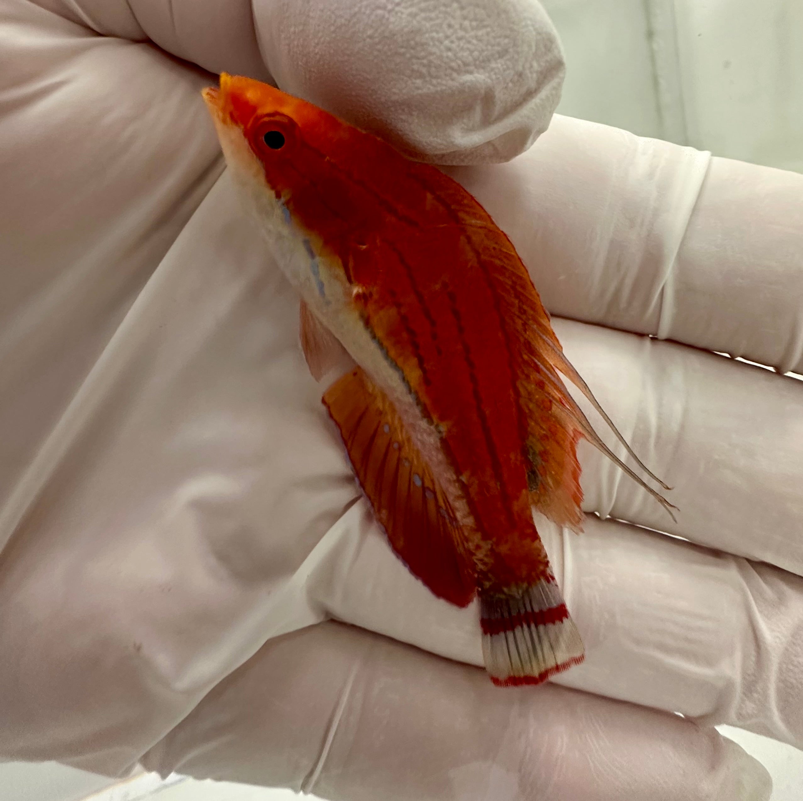 Carpenters Flasher Wrasse (Paracheilinus carpenteri) swimming in reef aquarium

Quarantined Carpenters Flasher Wrasse for sale from TSM Aquatics

Reef-safe flasher wrasse flashing fins during courtship

Bright red and blue Carpenter’s Flasher Wrasse in saltwater display tank